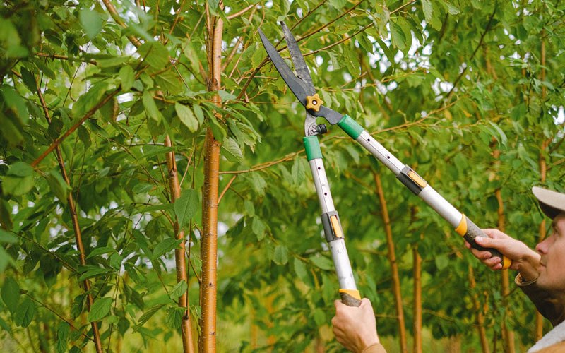 Tree trimming in Wilmot, SD
