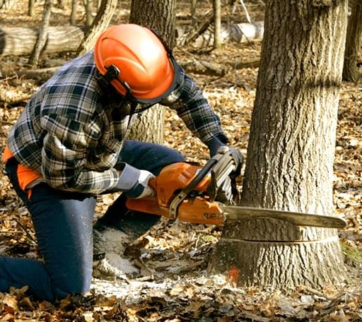 Tree Removal in Wilmot, SD